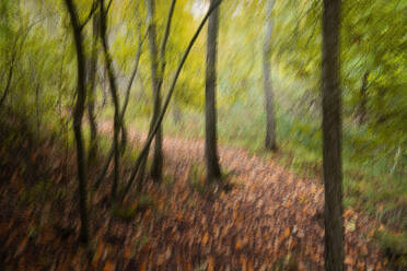 A blurred vision of a forest trail covered with autumn leaves, evoking a sense of mystery and calm - ADSF50980