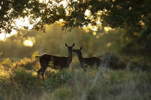 Two red deer captured in the warm golden light of an autumn morning, set against a serene UK forest backdrop during the rutting season. - ADSF50981