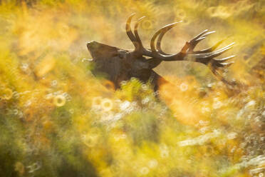 Ethereal capture of a red deer stag amid the golden hues of the UK's autumn season, signaling the peak of the rutting period. - ADSF50982