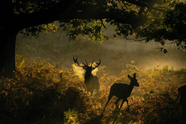 Majestic red stag and hind in a sunlit misty forest scene during the autumn rutting season in the UK. - ADSF50985