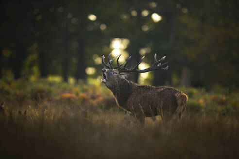 A regal European red deer stag calls out during the rutting season amongst a tranquil UK forest in autumn, with soft, golden light filtering through the trees. - ADSF50987
