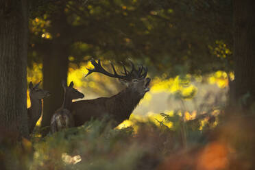 Majestic European red deer stag roaring beside hinds in a misty UK forest during the autumn rutting season. - ADSF50988