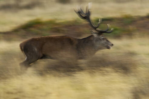 Dynamic image capturing the swift movement of a European red deer in the midst of the autumn rutting season, with a beautiful motion blur effect. - ADSF50989