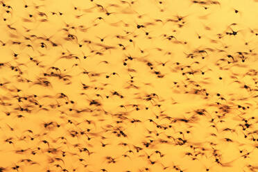 A flock of Dunlins in frenzied flight, captured against the warm hues of a twilight sky during their post-nuptial migratory passage along the Snettisham coast in England - ADSF50994