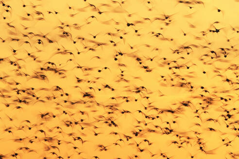 A flock of Dunlins in frenzied flight, captured against the warm hues of a twilight sky during their post-nuptial migratory passage along the Snettisham coast in England - ADSF50994