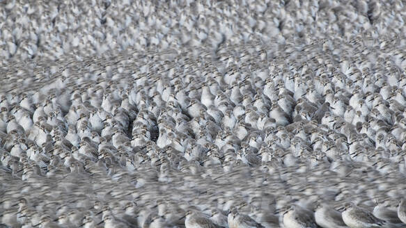 A dense flock of Dunlin waders gathers on the Snettisham coast during their post-nuptial migratory passage, showcasing nature's marvels in England - ADSF50996