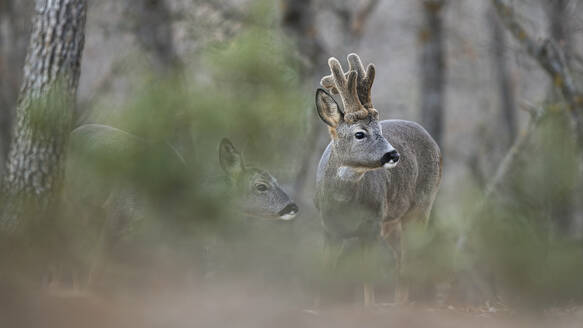 A pair of roe deer, one in focus and the other slightly obscured, blend seamlessly into a woodland backdrop. - ADSF50998