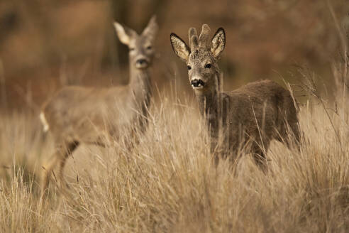 A pair of roe roe deer, with one facing forward, blend into the golden hues of tall, dry grass in a natural setting, exhibiting wildlife in its habitat. - ADSF50999