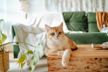Adorable domestic British shorthair golden cat lying on wooden desk in cozy living room at home looking at camera against blurred sofa and potted plant - ADSF51027