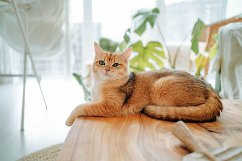 Full body of Adorable domestic British shorthair golden cat lying on wooden desk in cozy living room at home looking at camera against potted plant - ADSF51028