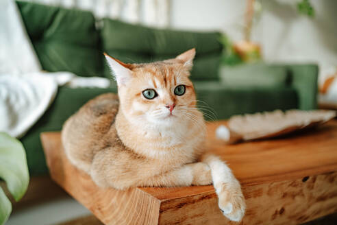 Closeup of Adorable domestic British shorthair golden cat lying on wooden desk in cozy living room at home looking at camera against blurred sofa - ADSF51029