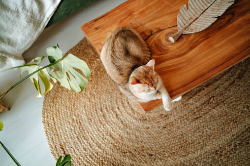 Top view of domestic British shorthair golden cat lying on wooden desk in cozy living room at home near potted plant - ADSF51030