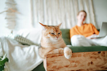 Adorable domestic British shorthair golden cat resting on comfortable bed near blurred unrecognizable woman freelancer using laptop while working in living room at home - ADSF51044