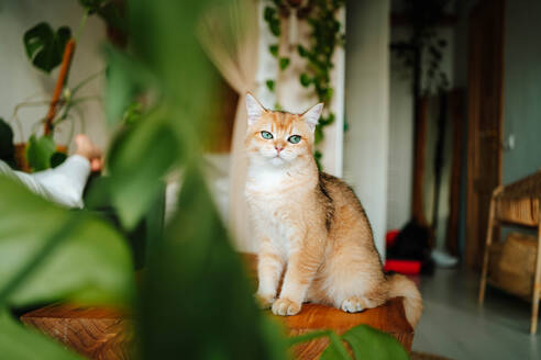 Domestic British shorthair golden cat sitting on wooden bench in modern apartment and looking away with attention while resting at home - ADSF51045