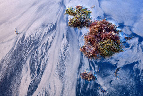 Clumps of brown seaweed rest on a rippled sandy beach, with natural patterns and textures highlighted by twilight. - ADSF51046