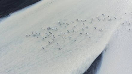 An overhead shot captures the stillness of birds flying over a remote Icelandic river basin blanketed by fresh snow, with subtle traces of movement - ADSF51094