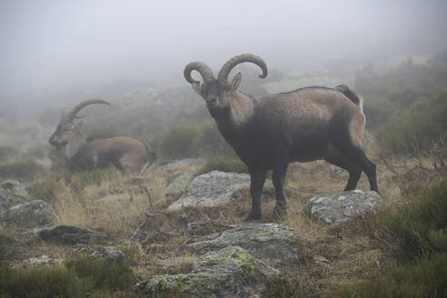 A serene scene of mountain goats roaming in a misty mountainous environment, showcasing their majestic presence amidst a natural backdrop. - ADSF51109