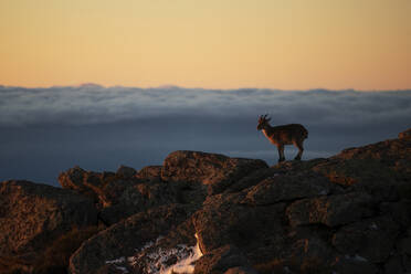 An Iberian Ibex stands on rugged terrain against a backdrop of golden sky and clouds, captured in the serene light of dusk. - ADSF51110