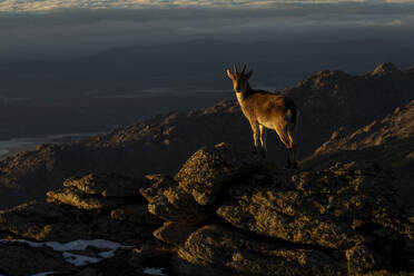 An Iberian Ibex stands on a rocky mountain peak as the sun sets, casting a warm glow on the scene. - ADSF51111