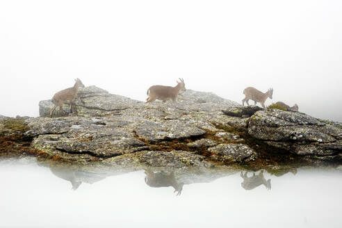 Mountain goat and Iberian ibex navigate rocky terrain in a foggy, serene environment with visible reflections on water. - ADSF51112