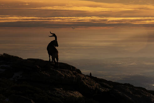 Silhouette of a majestic mountain goat standing on a rocky outcrop against a vibrant sunset sky. - ADSF51114