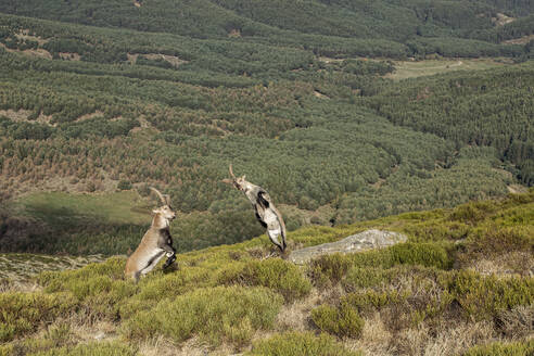 A mountain goat and an Iberian ibex stand on rugged terrain with a dense forest background. - ADSF51116