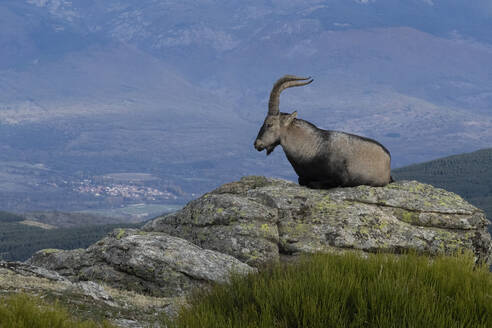 An Iberian ibex sits atop a mountain, overlooking the hazy landscape below. - ADSF51117