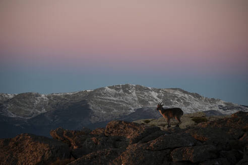 An Iberian ibex stands majestically on a rocky outcrop with the snow-capped mountains and hues of pink and purple dusk sky in the background. - ADSF51118