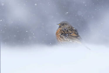 A small Alpine accentor bird withstands the gently falling snow in the serene Swiss Alps, embodying the stillness and resilience of nature. - ADSF51119