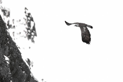 A silhouetted Golden Eagle gracefully flies against a backdrop of steep Alpine cliffs in a monochrome setting. - ADSF51121
