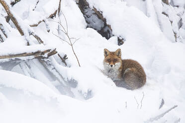 A fox curls up in the fresh snow of the Swiss Alps, with a backdrop of frosted trees and pristine wilderness. - ADSF51122