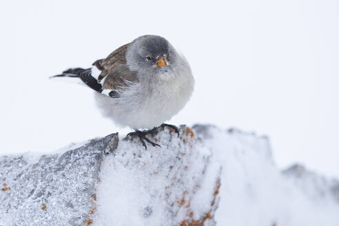 A small alpine sparrow with grey plumage sits atop a frosty rock amidst the snow-covered landscape of the Swiss Alps. - ADSF51123