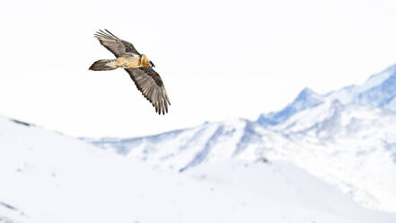 A majestic Bearded Vulture soars with outstretched wings against the stunning backdrop of snow-covered peaks in the Swiss Alps. - ADSF51124