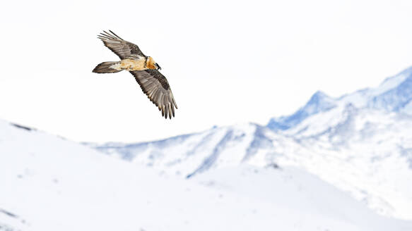 A majestic Bearded Vulture soars with outstretched wings against the stunning backdrop of snow-covered peaks in the Swiss Alps. - ADSF51124