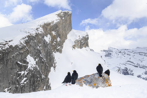 Three White-billed chough perch on a snowy outcrop against a backdrop of towering cliffs and a partly cloudy sky in the Swiss Alps, conveying a serene yet wild landscape. - ADSF51125
