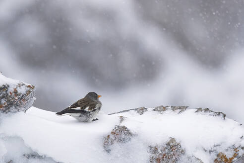 A small alpine sparrow perched on a snowy rock amidst a blizzard in the Swiss Alps, exemplifying wilderness survival. - ADSF51126