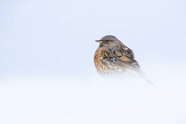 A solitary Alpine accentor endures the harsh, snowy conditions of the Swiss Alps, standing as a testament to resilience in the face of cold. - ADSF51127