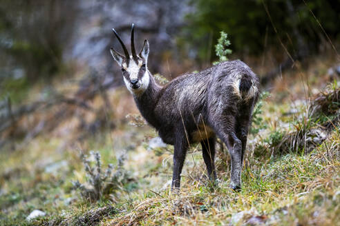 An alpine chamois stands alert in its natural habitat among the lush greenery of the Swiss Alps, showcasing nature's serene beauty. - ADSF51128