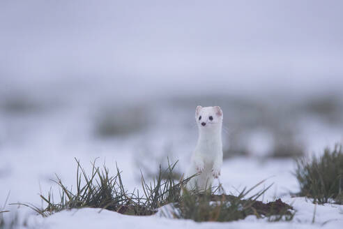 A white Ermine stands alert amidst the snowy landscape of the Swiss Alps, demonstrating nature's winter camouflage. - ADSF51129