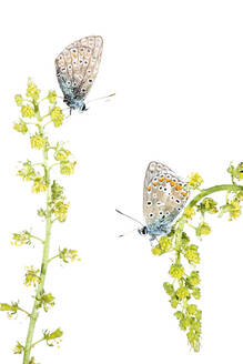 Two butterflies with intricate patterns rest on delicate green blossoms against a white background. - ADSF51132