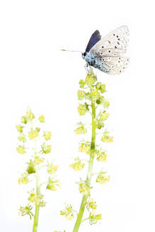 A subtle image of a butterfly with open wings perched atop a green flower stem against a clean white background. - ADSF51133