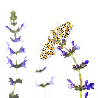 A vibrant butterfly with intricate wing patterns perched atop purple lavender flowers against a pure white background. - ADSF51135