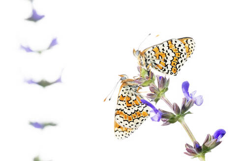 Two colorful butterflies perch delicately on lavender flowers, with a pure white background creating a serene atmosphere. - ADSF51136