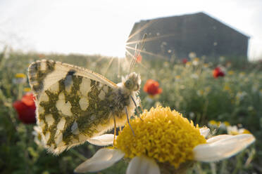 Butterfly on a flower during a sunny sunrise in a meadow. - ADSF51139