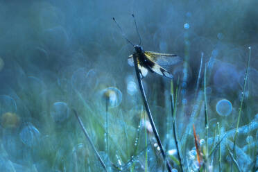 A serene dragonfly perches on grass in a misty meadow, surrounded by glistening dewdrops creating a dreamy bokeh effect. - ADSF51140