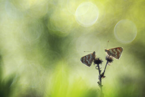Two delicate butterflies perch atop a thistle, bathed in soft, dreamy bokeh light with muted green tones. - ADSF51141