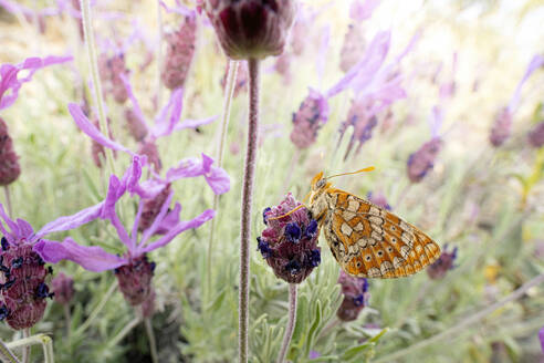 A vibrant butterfly perches delicately on a lavender flower, set against a soft-focus background of purple blooms and greenery. - ADSF51142