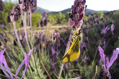 A vibrant yellow-winged insect perched delicately on lavender flowers in the wilderness. - ADSF51143