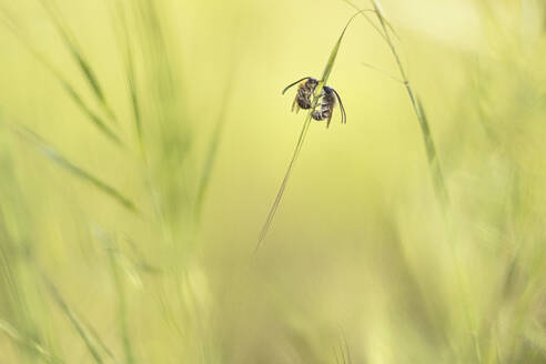 Solitary bees perches delicately on a bending grass blade against a soft green backdrop. - ADSF51144