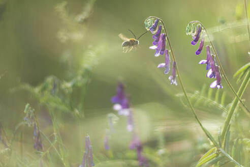 A honeybee hovers near delicate purple wildflowers, bathed in a soft, dreamy sunlight, with a blurred green background enhancing the natural setting. - ADSF51145